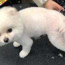 Just Grooming 이미지