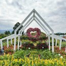 야간)꽃과 원예 | 경주 국화축제 제6회 경주 황금정원 나들이 다녀왔어요! (10/4~13)