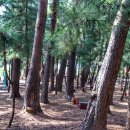 향 경양식 이미지