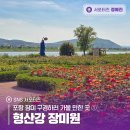 형산강 장미원 | 포항 장미 구경하러 가볼 만한 곳① 형산강 장미원