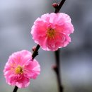 만첩