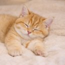 고양이분양 온리캣 이미지