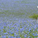 국화목장 이미지