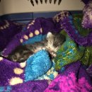 (주)코아펫 이미지