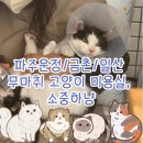 소중하냥 | 고양이 스트레스 최소화 미용, 파주운정/금촌/일산 무마취 고양이 미용실 소중하냥