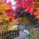 철암단풍군락지 이미지