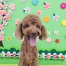 말랑이발소 이미지