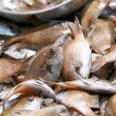 고사리곡 이미지