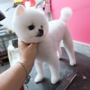 위드독스샵 이미지