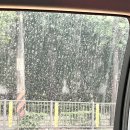 작장 | 갑작장마⛈️(25.07.13-25.07.20)