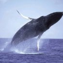 신비소리 이미지