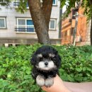 눈섭공주