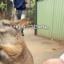 밥먹다가 서로 멱살잡이 하는 왈라비(캥거루 사촌) 이미지