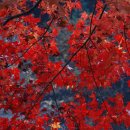 숲속에 아침 이미지