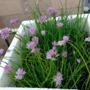 차이브(CHIVES)
