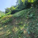 제천황기명태 이미지