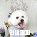 러비퍼피 이미지