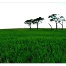 보리광장 이미지