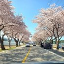 도계초 소달분교장 | 강원도 벚꽃 명소 삼척 장미공원 삼척 맹방 유채꽃