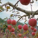 장수농협농자재종합센터 | 산불 피해 극복한 의성사과, 대표과일 ‘대상’ 수상