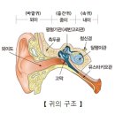 메니에르병(Meniere's disease):어지럼증, 청력 감소, 귀울림, 귀 먹먹함 이미지