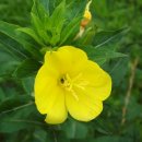 강아지풀 이미지