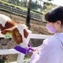 꼭지목장 이미지