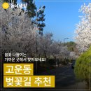 고운동 복합커뮤니티센터(남측) | 세종 동네 벚꽃 명소, 고운동 벚꽃길 3곳 추천(박상림 기자)