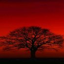 고목나무 이미지