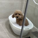 왜요 목욕하는 강아지 첨봐요? 이미지
