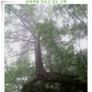 가리왕산(1,560m) - 강원도 평창,정선 이미지