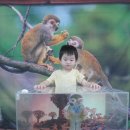 ＜＜가온1,2반 애니멀 스토리-다람쥐 원숭이~~~^^＞＞ 이미지