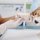 나랑동물병원 이미지