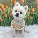 코지그루밍 이미지