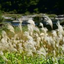 장군목 유원지 이미지