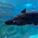 초양마루 이미지