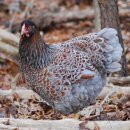 인제양계 이미지