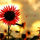 해바라기의꿈 이미지