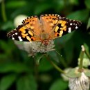 아마란스 이미지