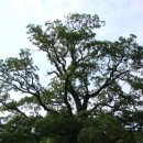 인천 신현동회화나무, 그리고 전국 천연기념물 회화나무들 이미지