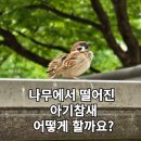 인천광역시 야생동물구조관리센터 | 아기 참새 구조!! 야생동물구조센터로 연락 주세요