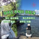 모슬여휘 | 제주도 뚜벅이여행 4박 5일 금오름, 곽지해수욕장, 봄날카페, 나혼자 게스트하우스 나름 썸탄(?)후기