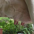 청계목장 이미지