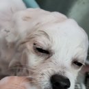 개꿀이발소 이미지