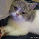 고양이카페 이미지