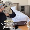 그랜드머큐어 앰배서더 서울용산 | 강아지 동반 가능한 서울 호텔🌆 그랜드 머큐어 앰배서더 용산 후기