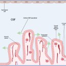 Re: 중추신경 대사 찌거기 제거 시스템.. 글림프계 glymphatic system!! 이미지