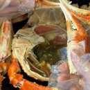 테라키아 이미지