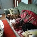 강아지 세상 이미지