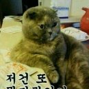 거의 모든 역학을 체험해본 명린이관점! 대한민국 역학브리핑(지극히 개인적.주관적 견해임!) *긴 글 주의! 이미지